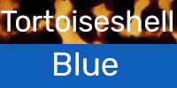 Tortoiseshell/Blue